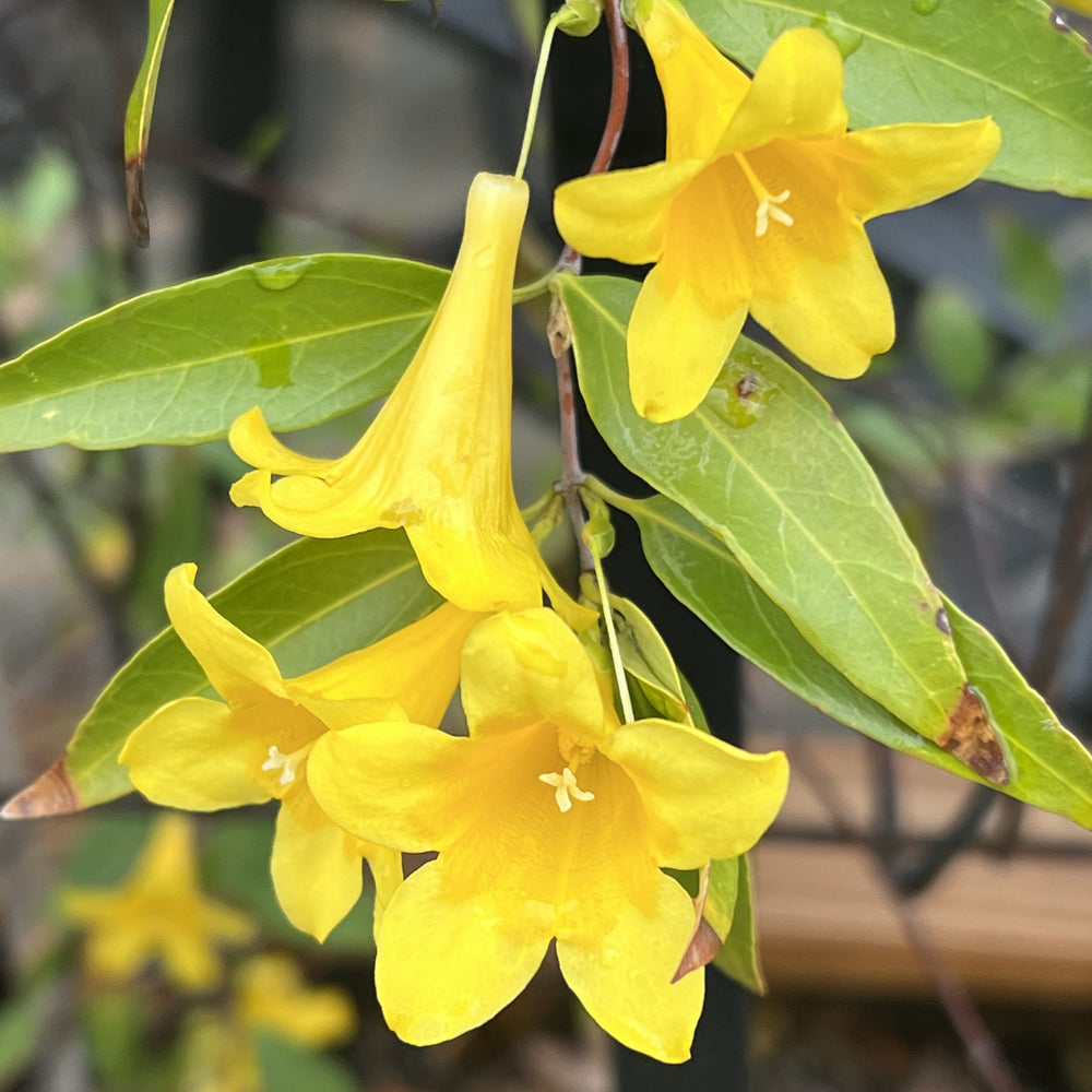 Gelsemium sempervirens & Gelsemium rankinii 'Jasmine Duet' ~ Echo® Jasmine Duet Jasmine Jessamine-ServeScape