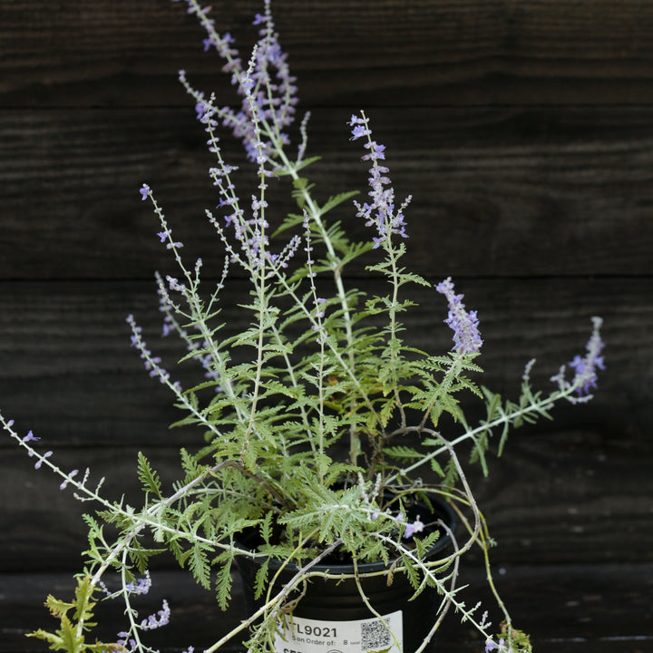 Perovskia atriplicifolia ~ Russian Sage-ServeScape