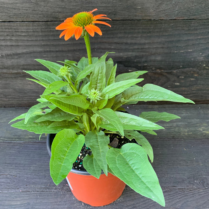 Echinacea 'PAS1308374'~ Artisan™ Soft Orange Coneflower-ServeScape