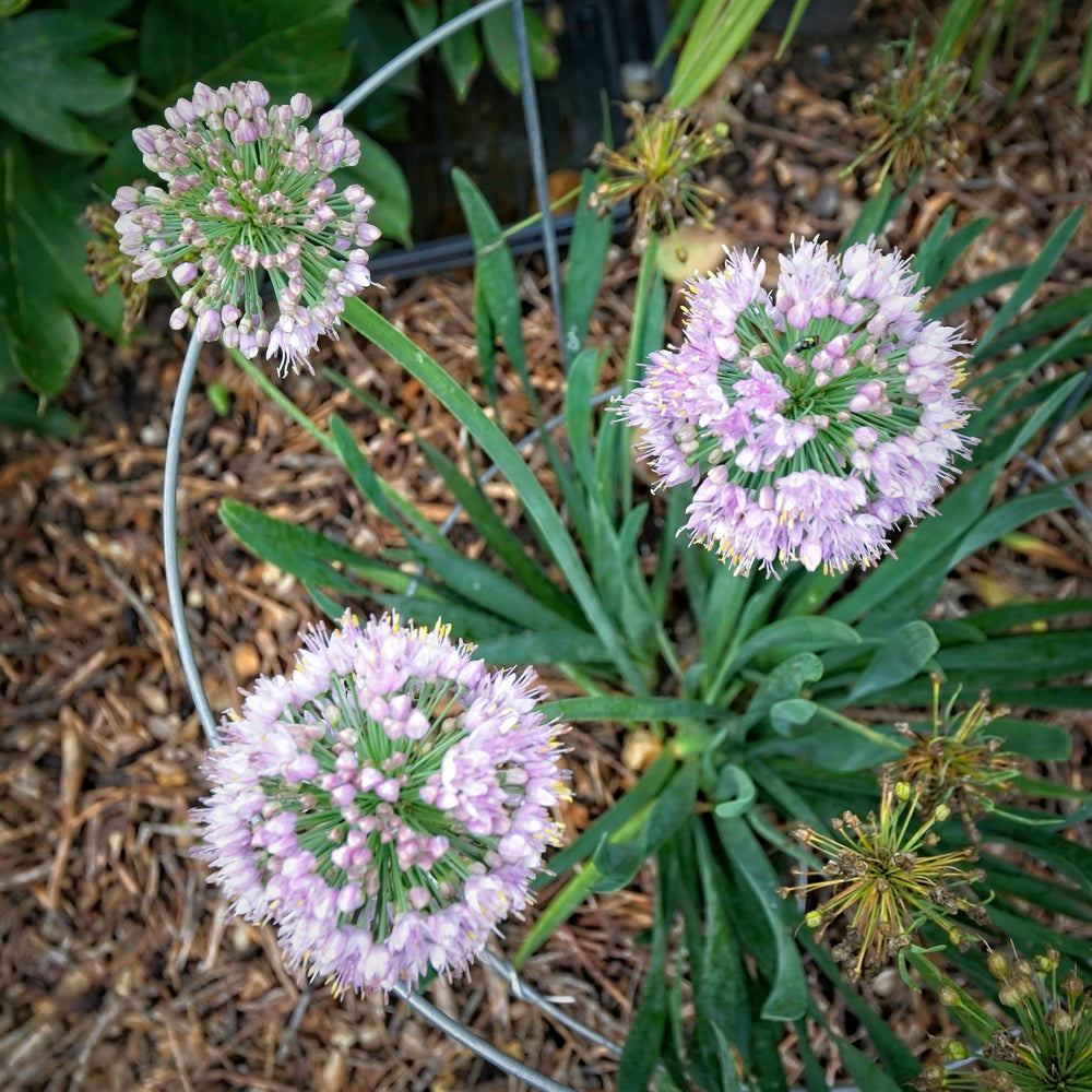 Allium ‘Bubble Bath’ ~ Monrovia® Bubble Bath Ornamental Onion-ServeScape