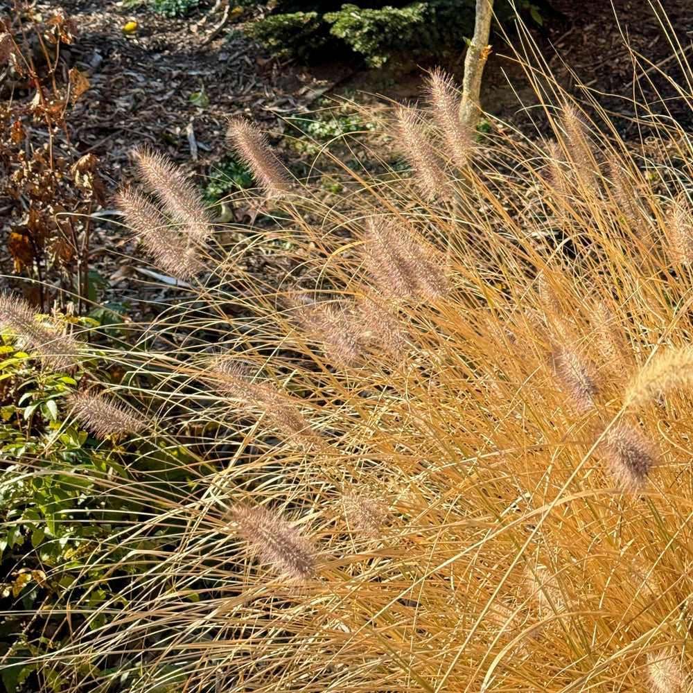 Pennisetum alopecuroides 'TIFT PA18' ~ Cayenne™ Fountain Grass-ServeScape