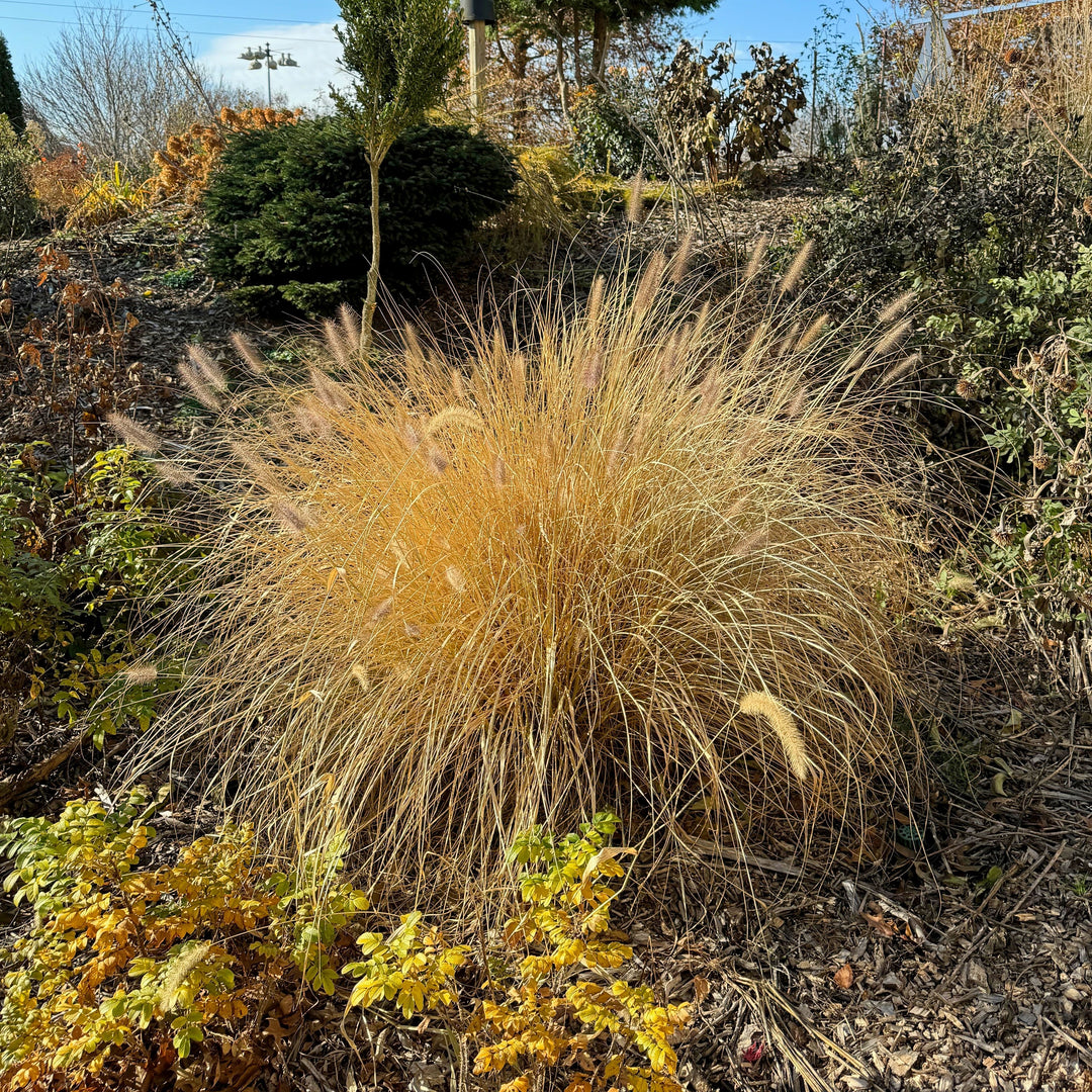 Pennisetum alopecuroides 'TIFT PA18' ~ Cayenne™ Fountain Grass-ServeScape