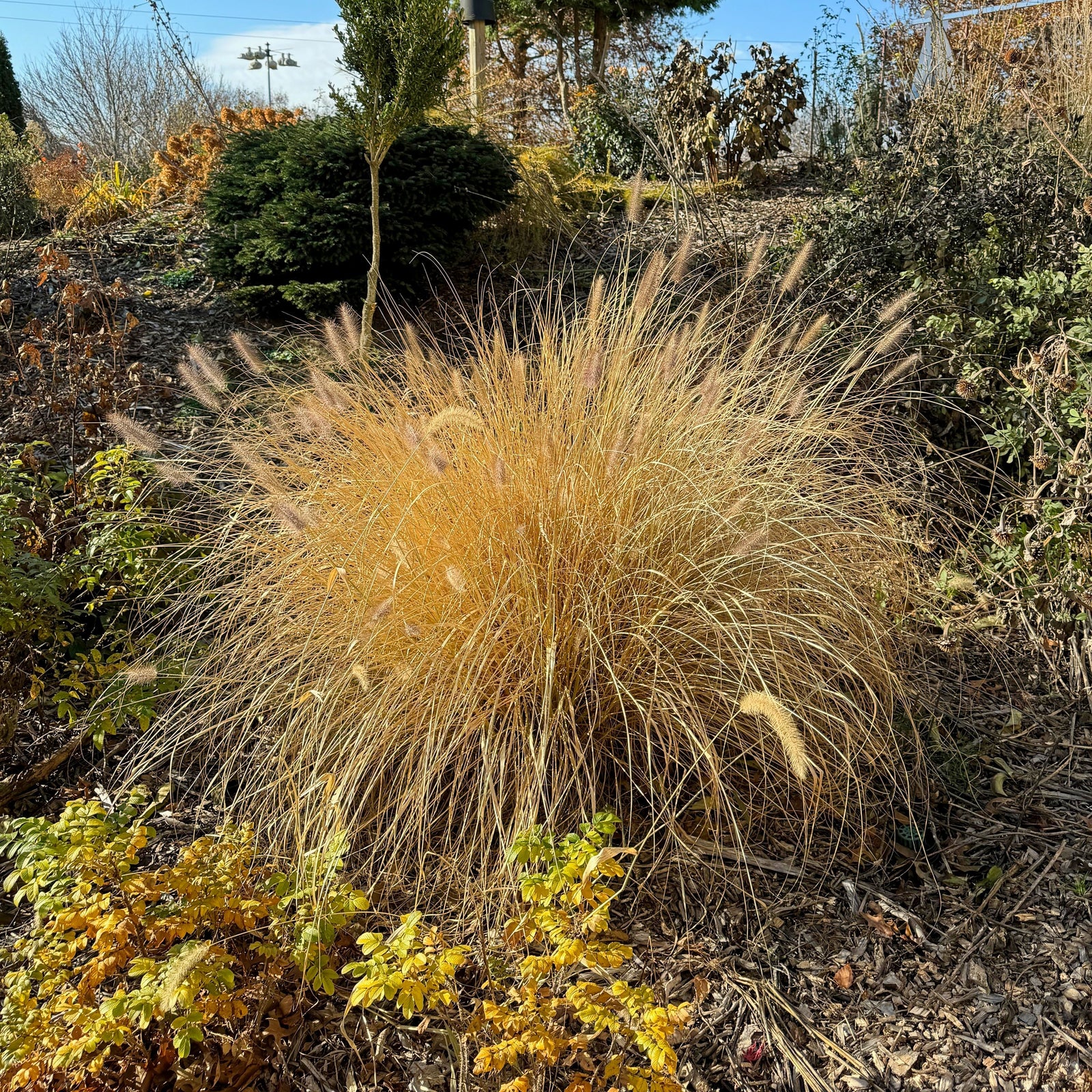 Pennisetum alopecuroides 'TIFT PA18' ~ Cayenne™ Fountain Grass-ServeScape