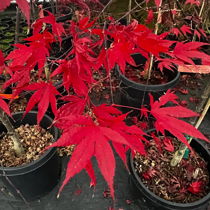 Acer palmatum 'Moonfire' ~ Moonfire Japanese Maple-ServeScape
