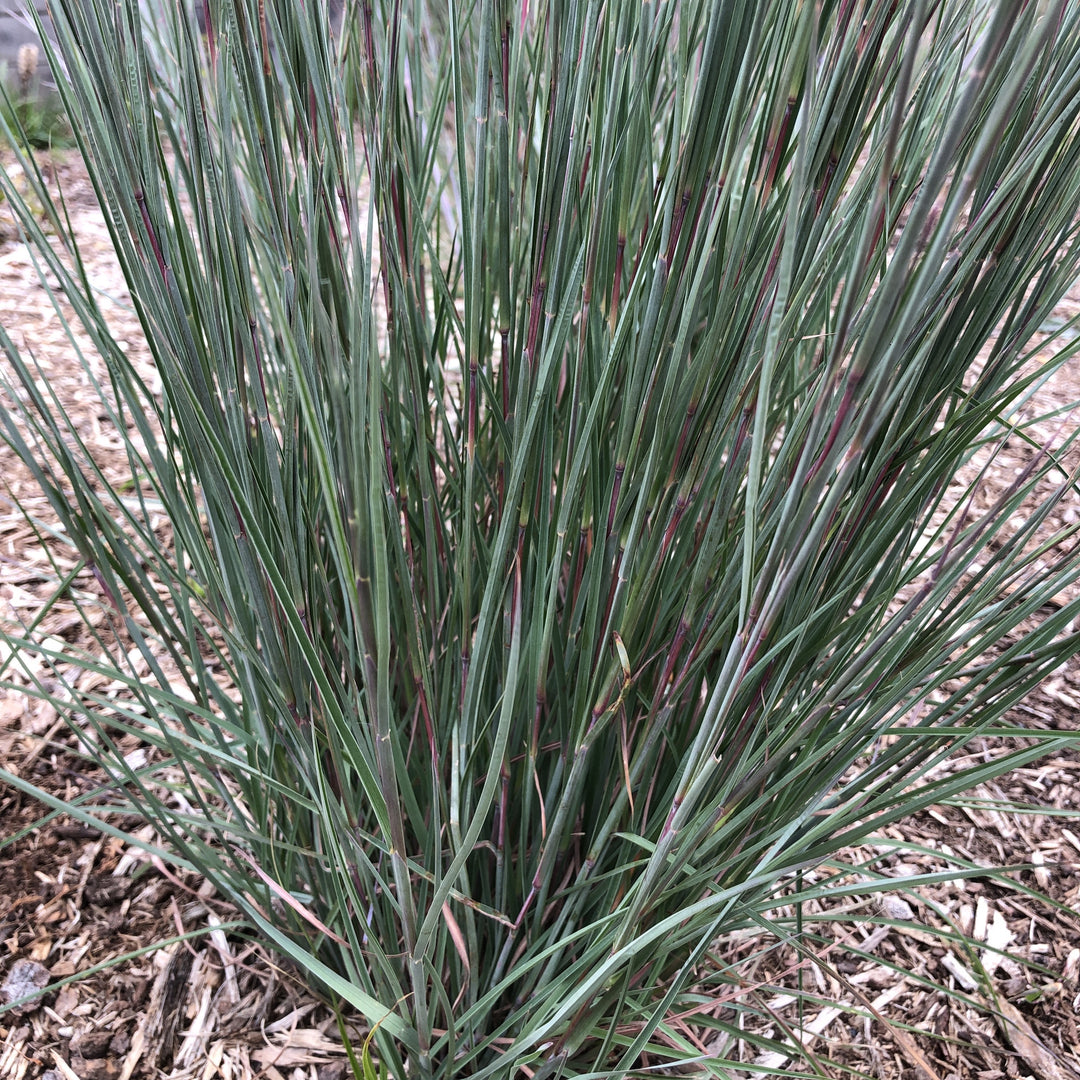 Schizachyrium scoparium 'Jazz' ~ Monrovia® Jazz Little Bluestem-ServeScape