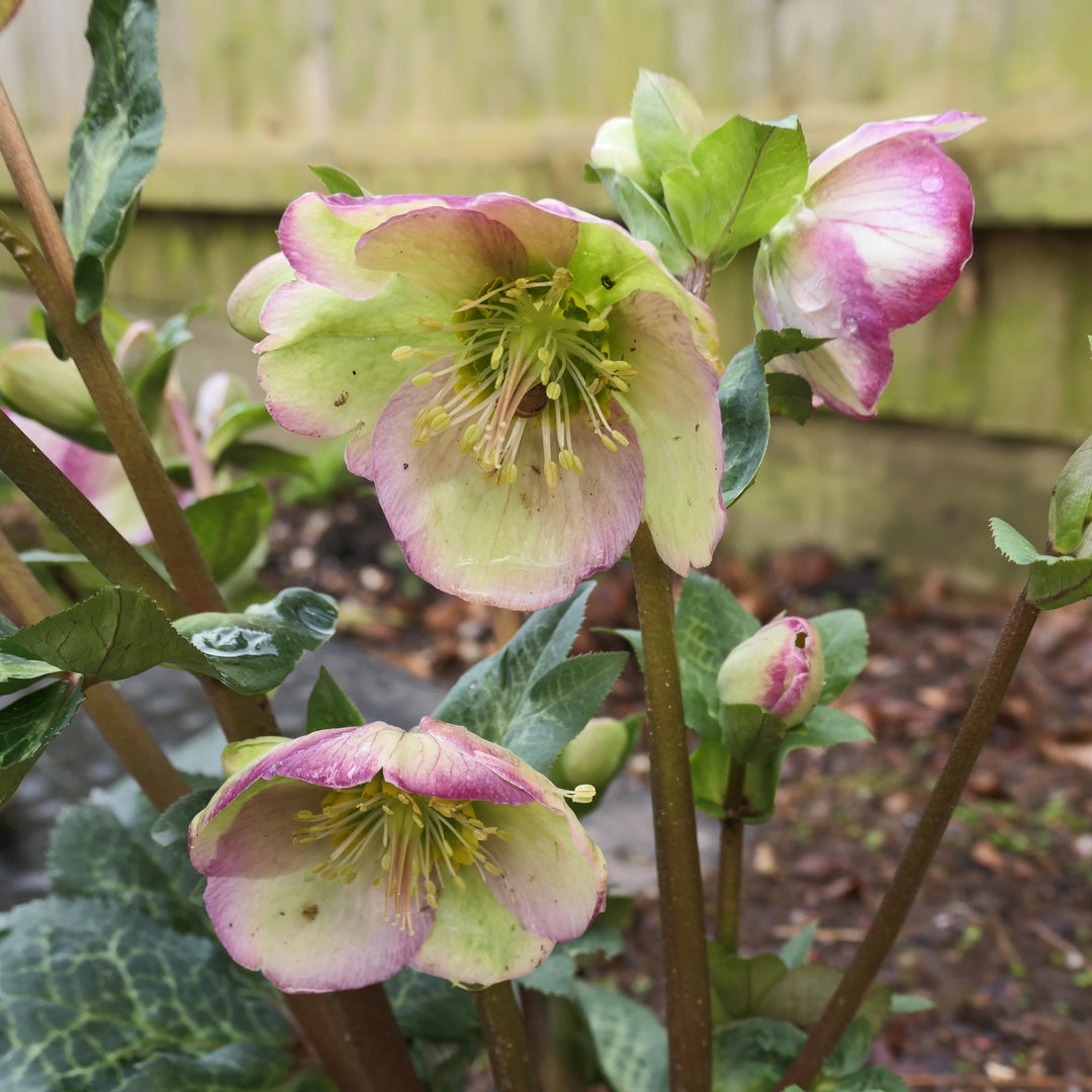 Helleborus x glandorfensis 'Coseh 6300' ~ HGC® Ice N' Roses® Frosted Rose Hellebore-ServeScape