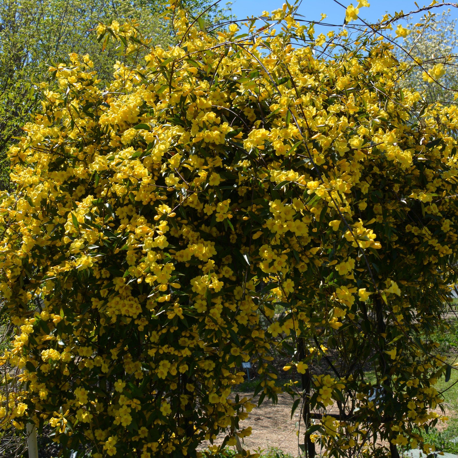 Gelsemium sempervirens & Gelsemium rankinii 'Jasmine Duet' ~ Echo® Jasmine Duet Jasmine Jessamine-ServeScape