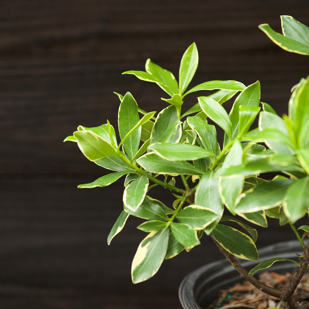 Daphne odora ~ Winter Daphne-ServeScape