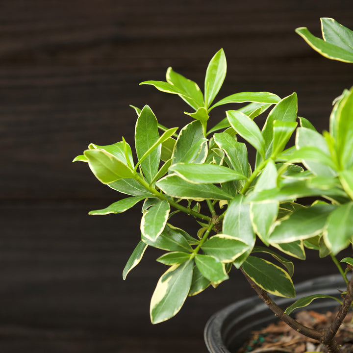 Daphne odora ~ Winter Daphne-ServeScape