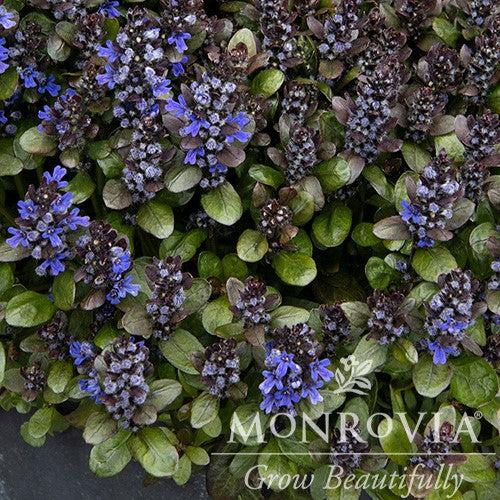 Ajuga reptans 'Blueberry Muffin' PP #22,092 ~ Monrovia® Blueberry Muffin Ajuga-ServeScape