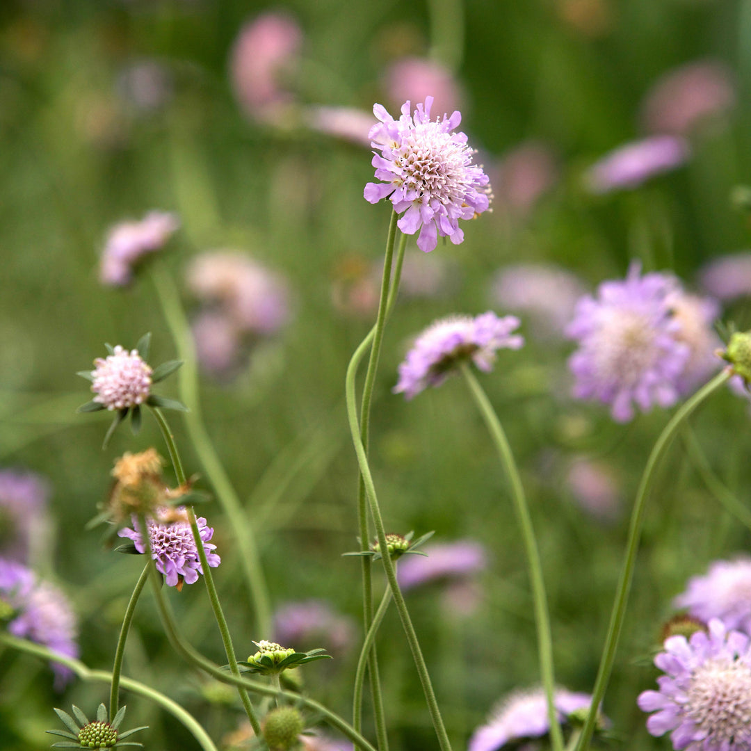 Scabiosa columbaria 'Pink Mist' ~ Pink Mist Pincushion Flower-ServeScape