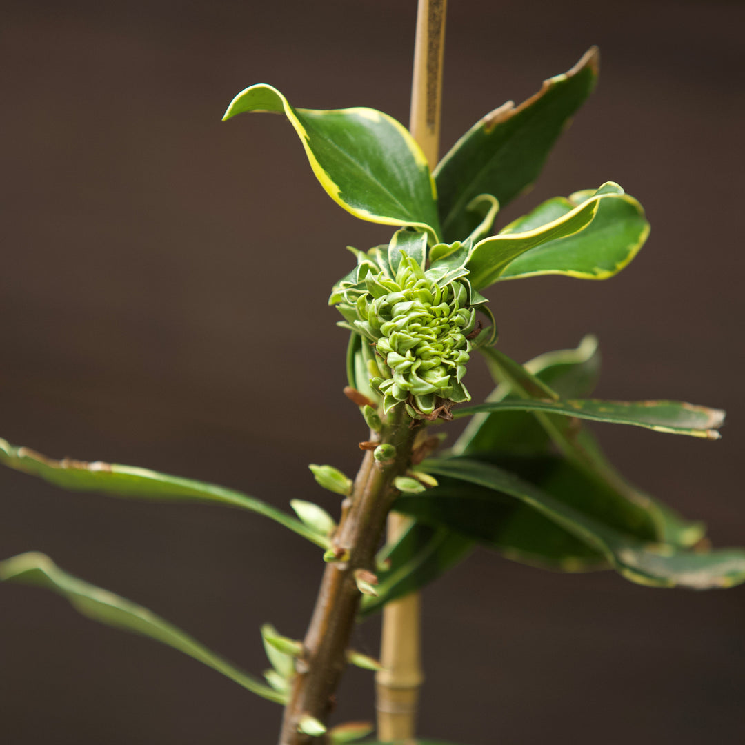 Daphne odora ~ Winter Daphne-ServeScape