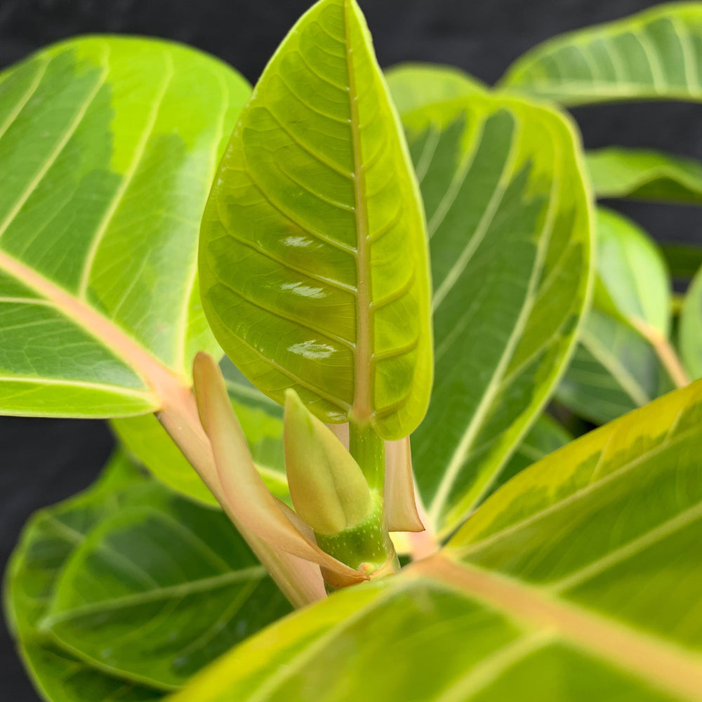 Ficus altissima 'Variegata' ~ Monrovia® Council Tree, Lofty Fig-ServeScape