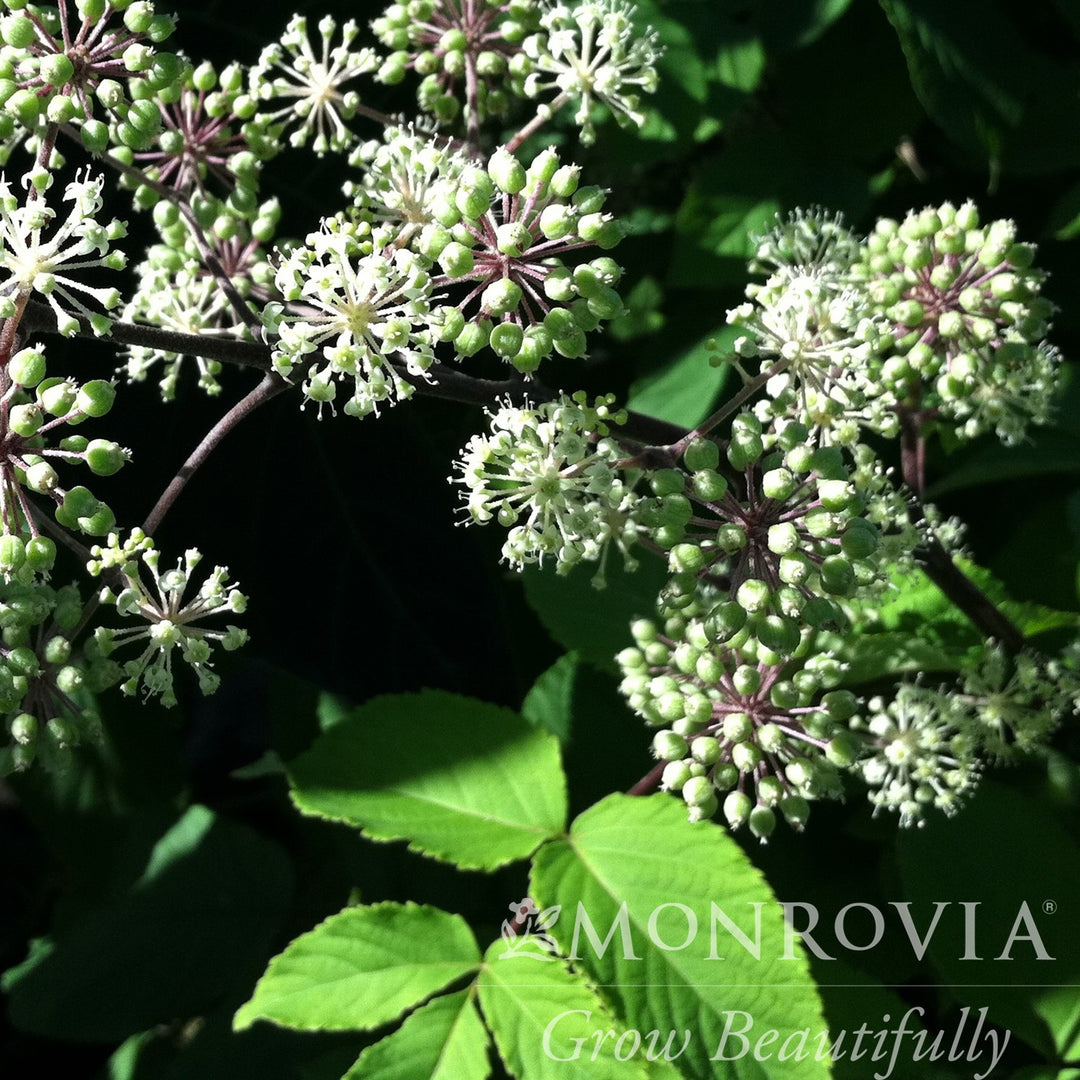 Aralia cordata 'Gotemba' ~ Monrovia® Gotemba Golden Japanese Spikenard-ServeScape