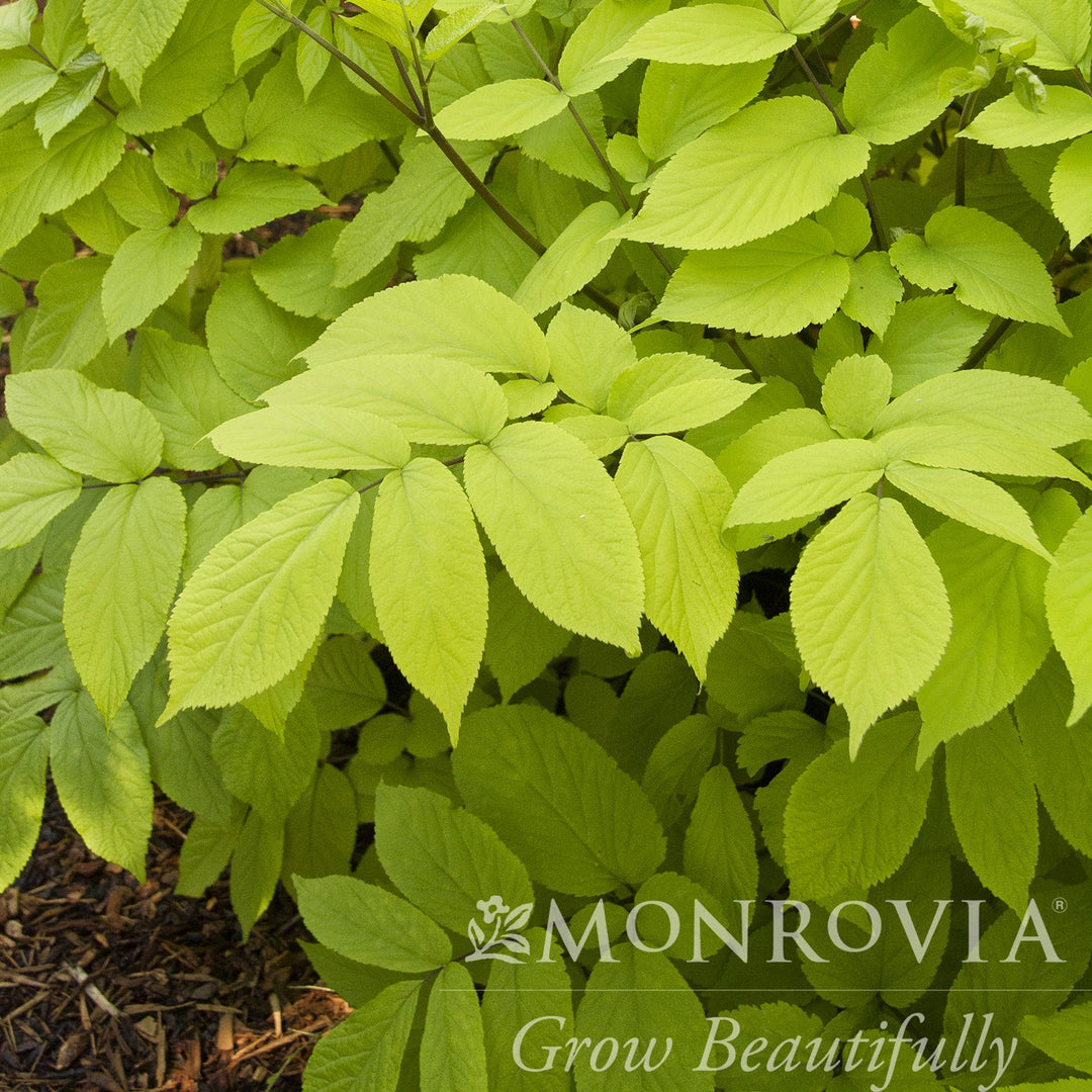 Aralia cordata 'Gotemba' ~ Monrovia® Gotemba Golden Japanese Spikenard-ServeScape