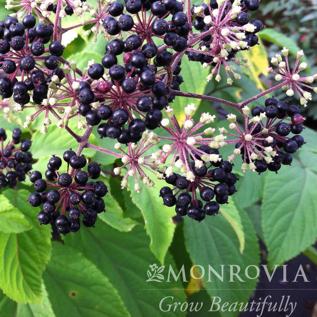 Aralia cordata 'Gotemba' ~ Monrovia® Gotemba Golden Japanese Spikenard-ServeScape