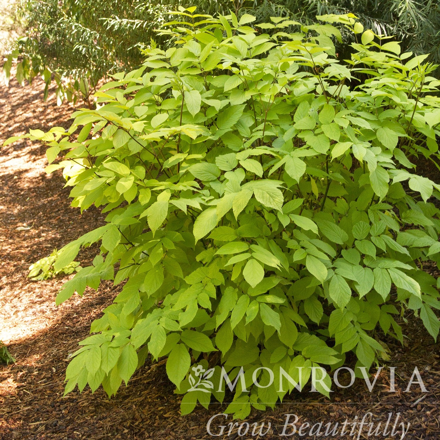 Aralia cordata 'Gotemba' ~ Monrovia® Gotemba Golden Japanese Spikenard-ServeScape