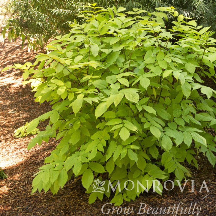 Aralia cordata 'Gotemba' ~ Monrovia® Gotemba Golden Japanese Spikenard-ServeScape