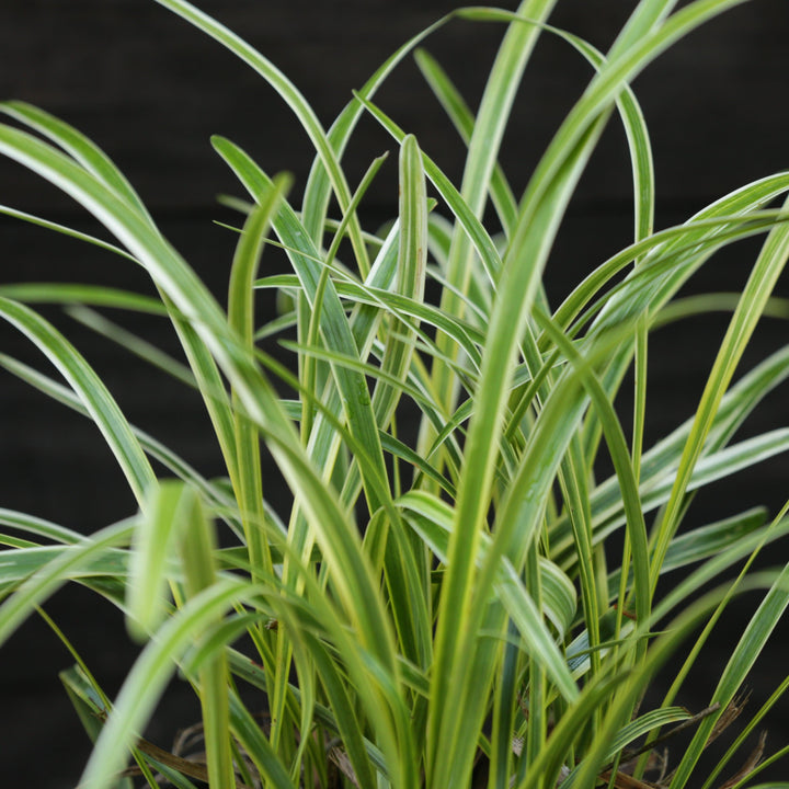 Liriope muscari 'Variegata' ~ Variegated Lily Turf-ServeScape