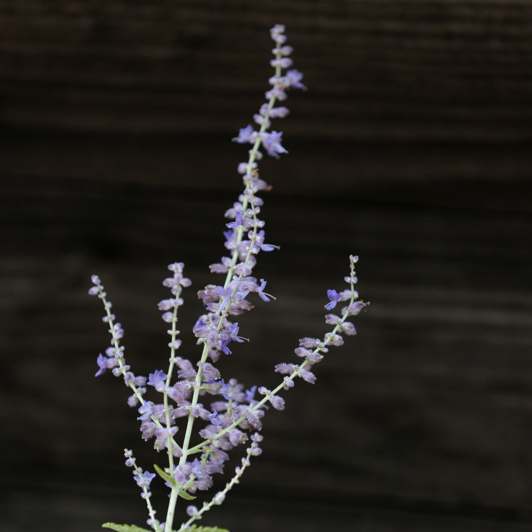 Perovskia atriplicifolia ~ Russian Sage-ServeScape