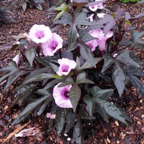 Ipomoea batatas ‘FloraMia Nero' ~ FloraMia Nero Sweet Potato-ServeScape