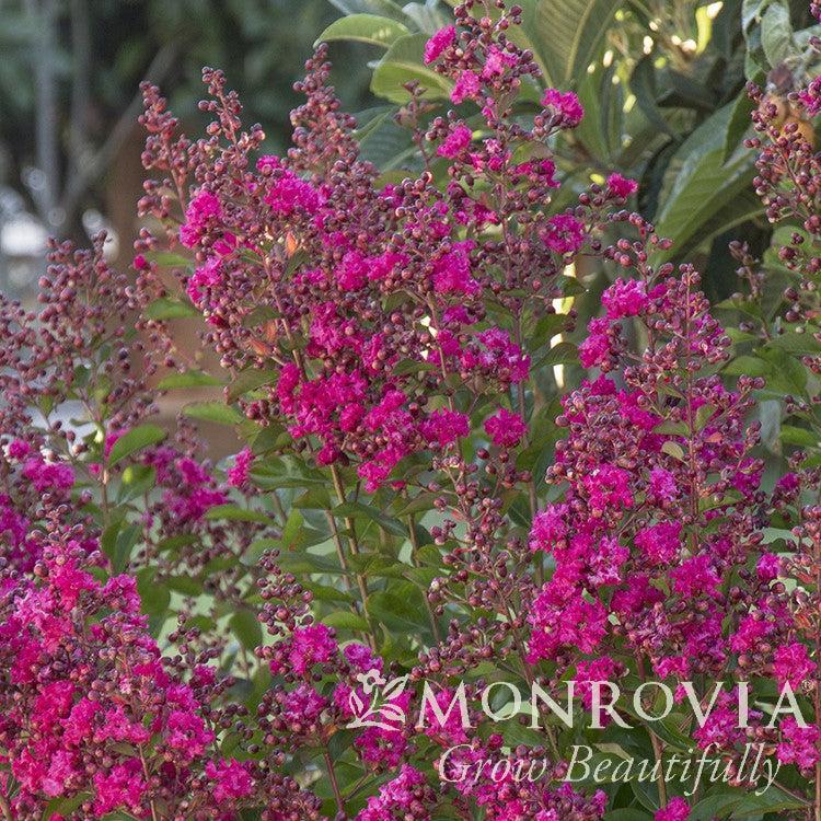 Lagerstroemia indica x fauriei 'Tonto' ~ Monrovia® Tonto Crape Myrtle-ServeScape