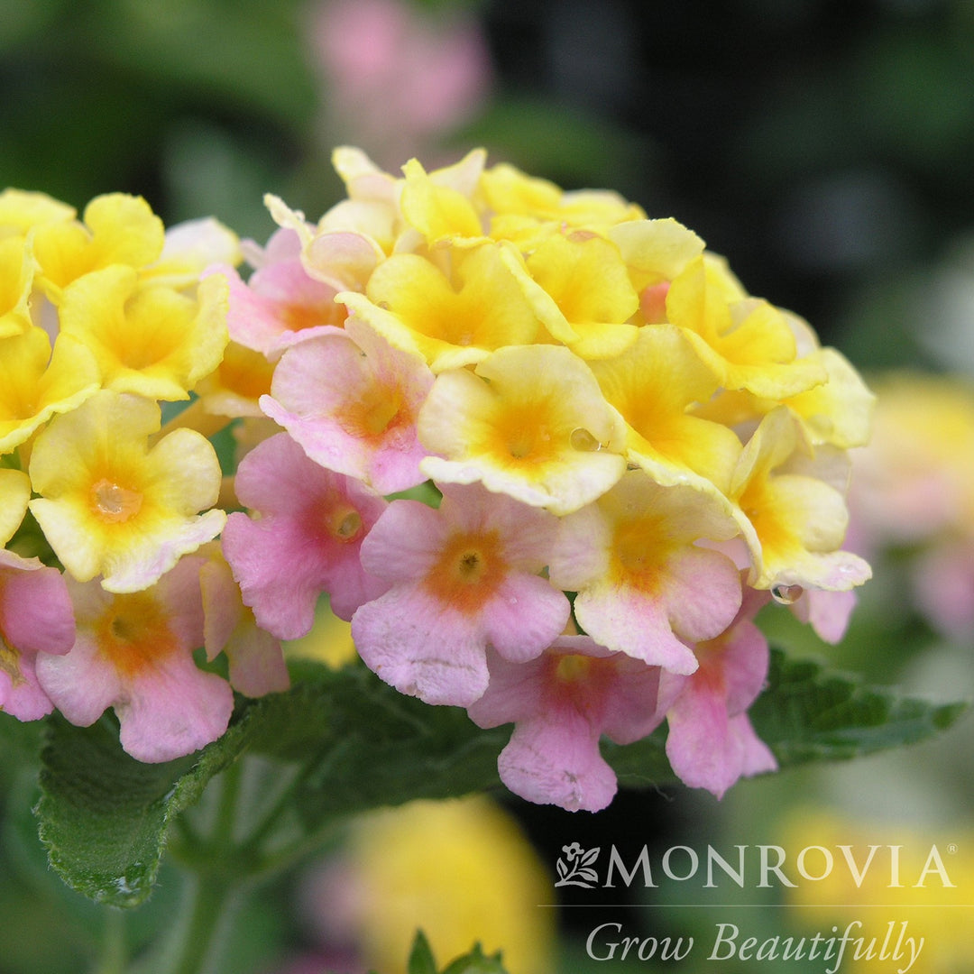 Lantana camara 'Mary Ann' ~ Monrovia® Mary Ann Lantana-ServeScape