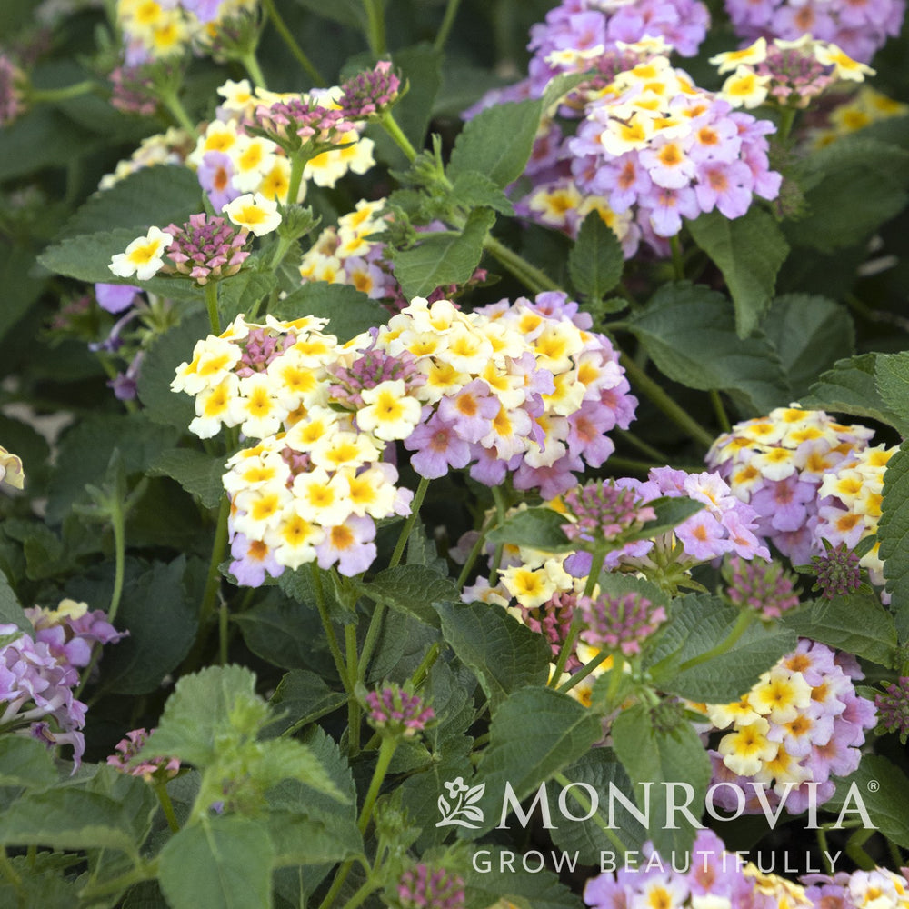 Lantana camara 'Mary Ann' ~ Monrovia® Mary Ann Lantana-ServeScape