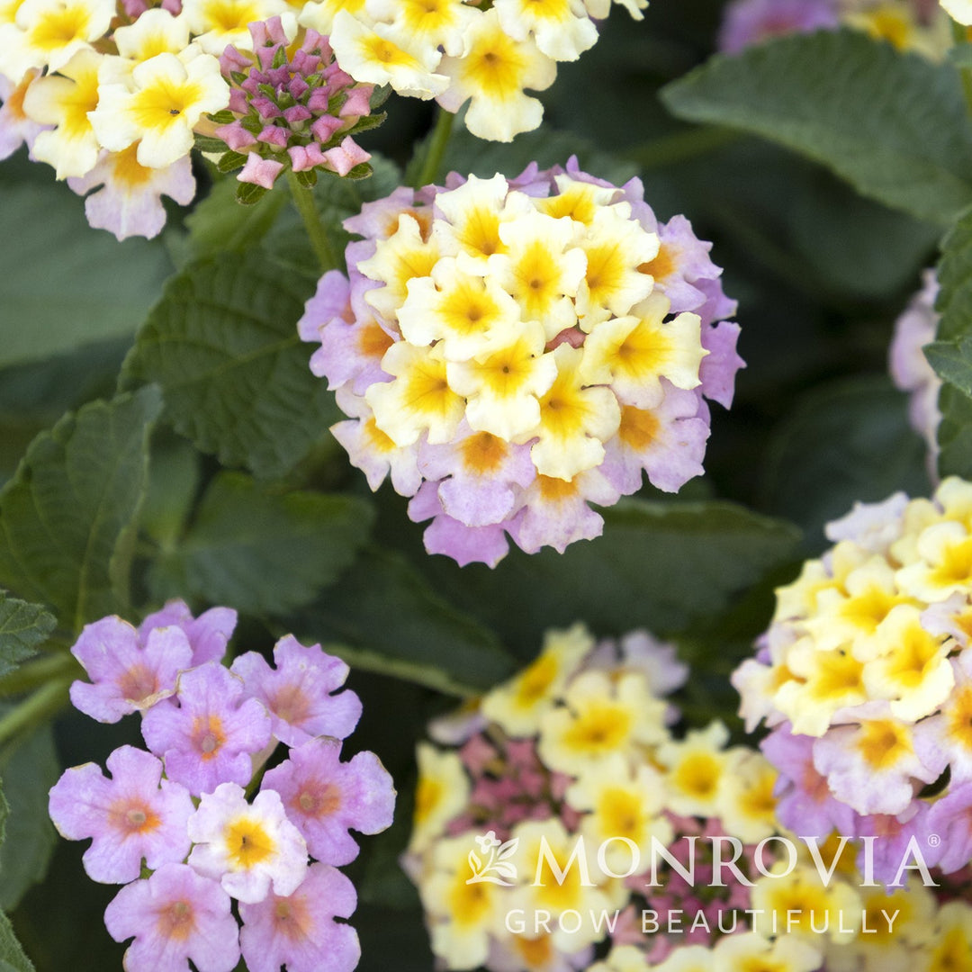 Lantana camara 'Mary Ann' ~ Monrovia® Mary Ann Lantana-ServeScape