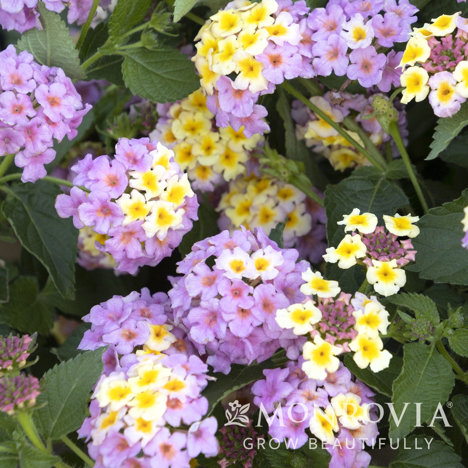 Lantana camara 'Mary Ann' ~ Monrovia® Mary Ann Lantana-ServeScape