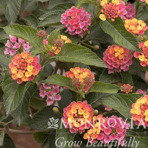 Lantana camara 'Moni' ~ Monrovia® Confetti™ Spreading Lantana-ServeScape