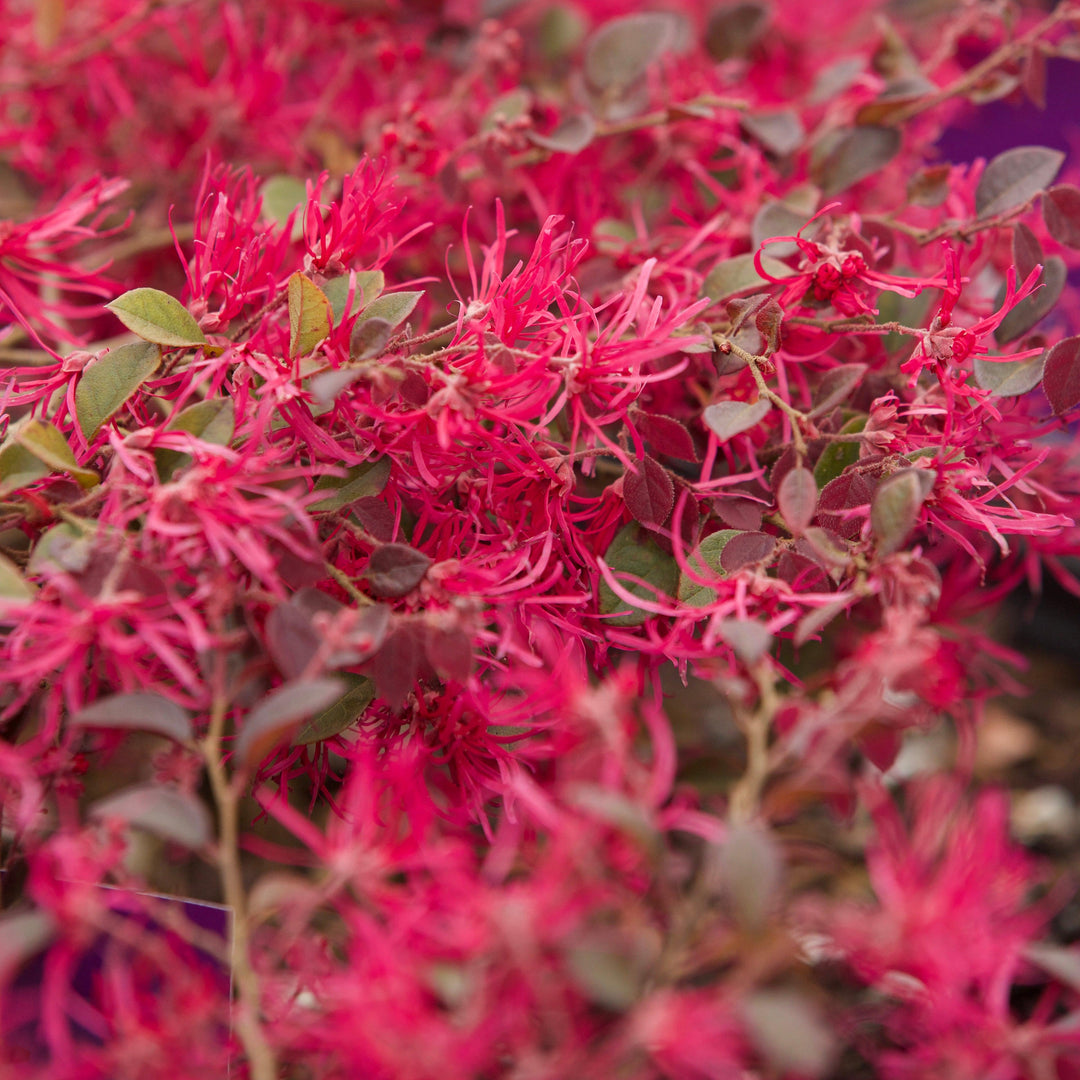 Loropetalum chinense var. rubrum 'PIILC-I' PP25,534 ~ First Editions® Crimson Fire™ Fringe Flower-ServeScape