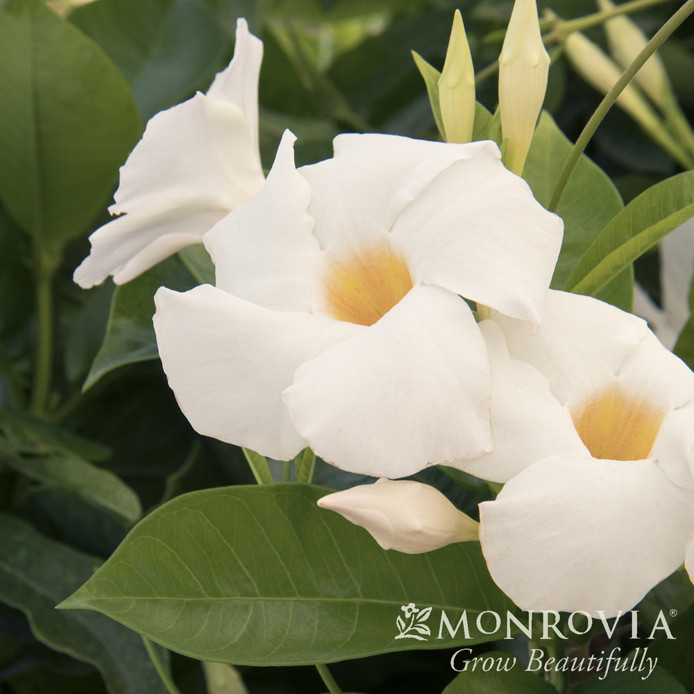 Mandevilla x 'Sunmandeho' ~ Monrovia® Sun Parasol® Giant White Mandevilla-ServeScape