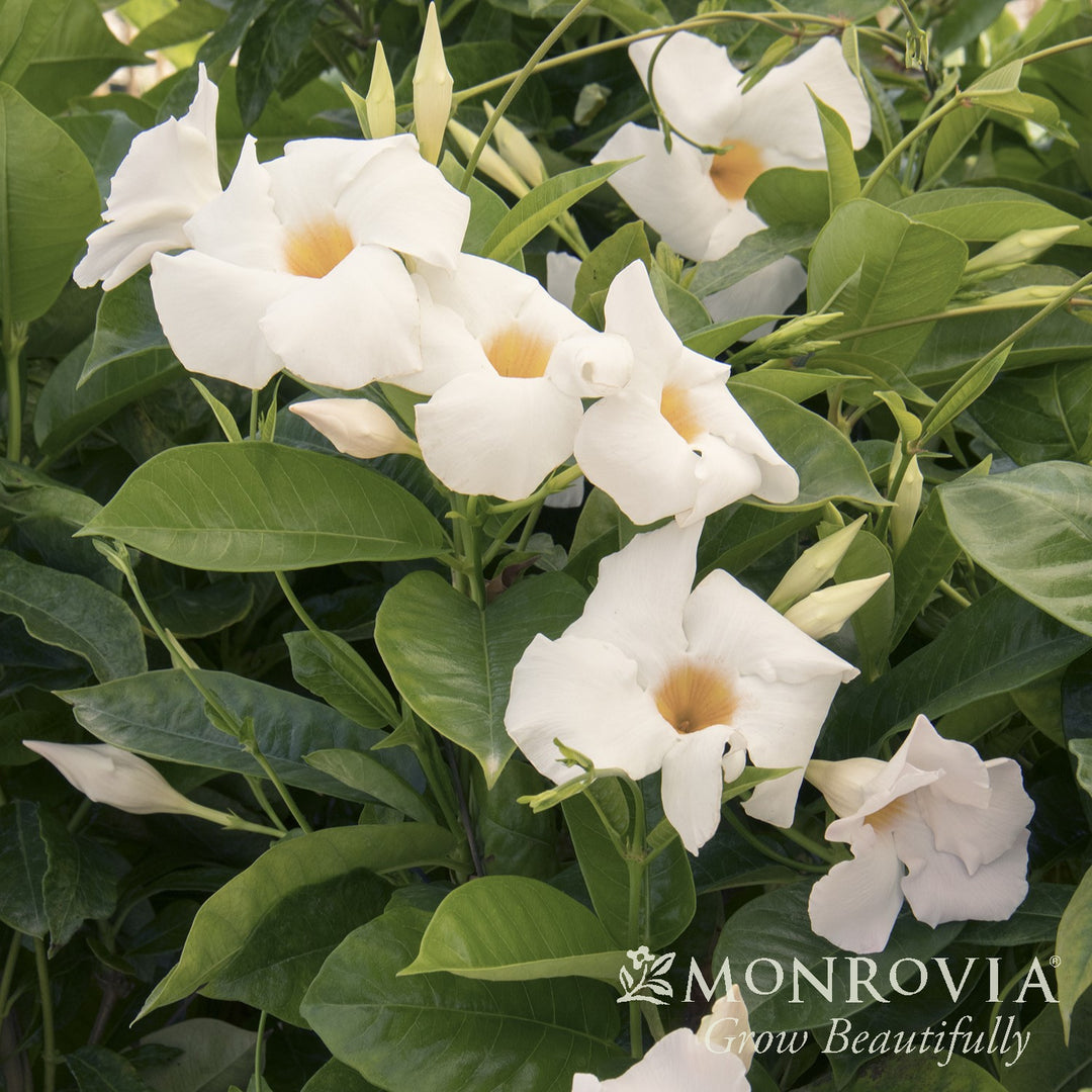 Mandevilla x 'Sunmandeho' ~ Monrovia® Sun Parasol® Giant White Mandevilla-ServeScape