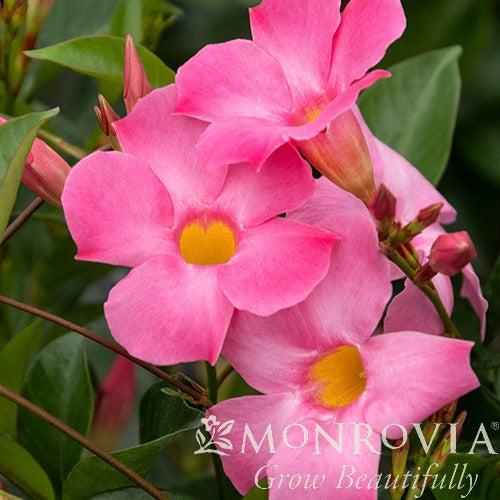 Mandevilla x 'Sunparaprero' PP #19,399 ~ Monrovia® Sun Parasol® Pretty Pink Mandevilla-ServeScape