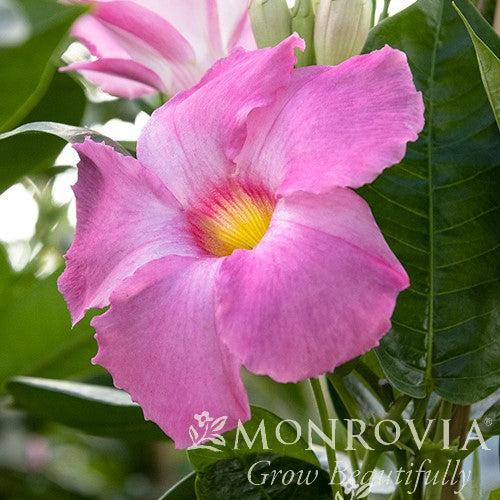 Mandevilla x 'Sunmandecos' PP #15,202 ~ Monrovia® Sun Parasol® Giant Pink Mandevilla-ServeScape