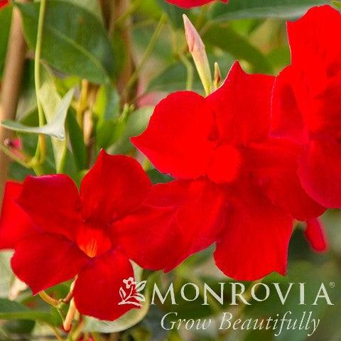 Mandevilla x 'Sunmanderemi' PP #16,449 ~ Monrovia® Sun Parasol® Pretty Crimson Mandevilla-ServeScape