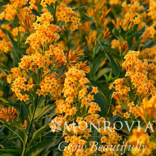 Cestrum 'Orange Peel' ~ Monrovia® Orange Peel Jessamine-ServeScape