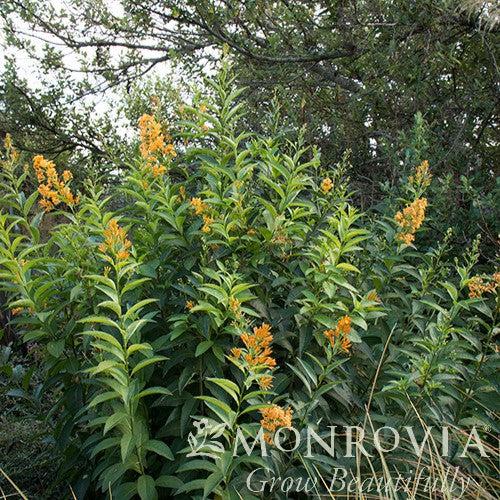 Cestrum 'Orange Peel' ~ Monrovia® Orange Peel Jessamine-ServeScape