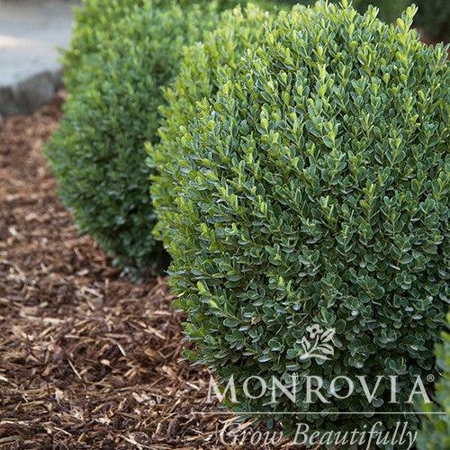 Buxus sempervirens 'MonAlex' ~ Monrovia® Petite Pillar™ Boxwood-ServeScape