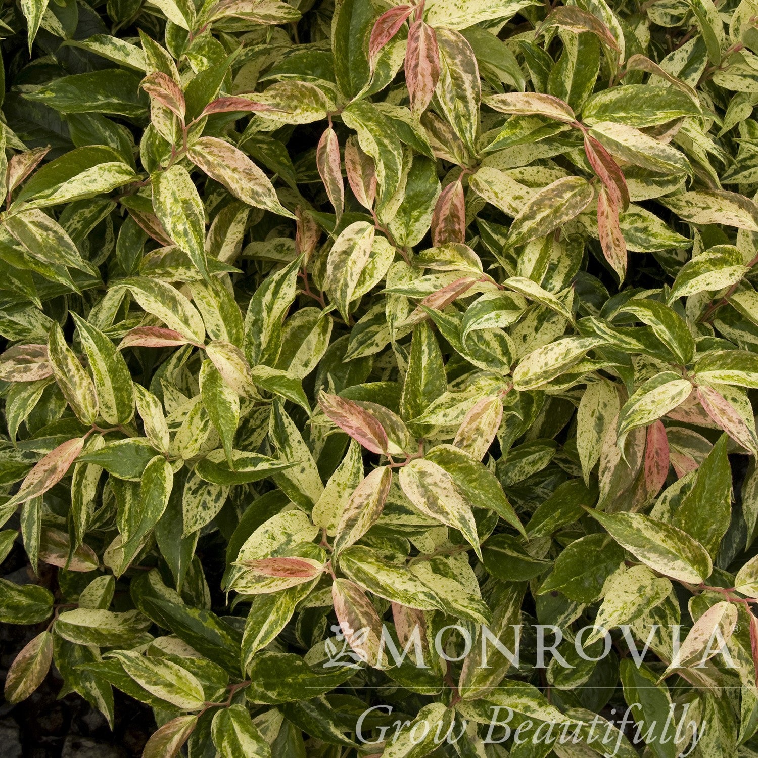 Leucothoe fontanesiana 'Rainbow' ~ Monrovia® Rainbow Drooping Leucothoe-ServeScape