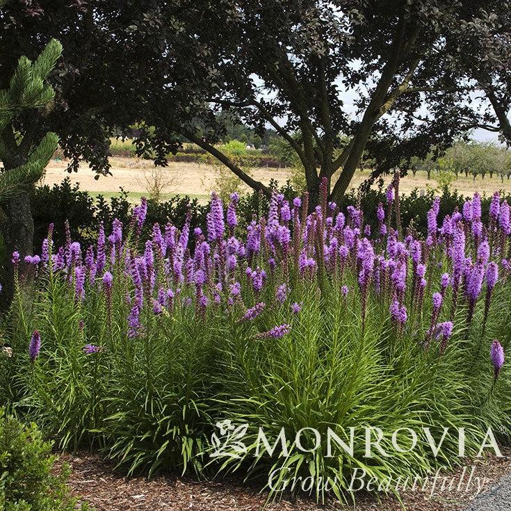 Liatris spicata 'Kobold' ~ Monrovia® Kobold Blazing Star-ServeScape