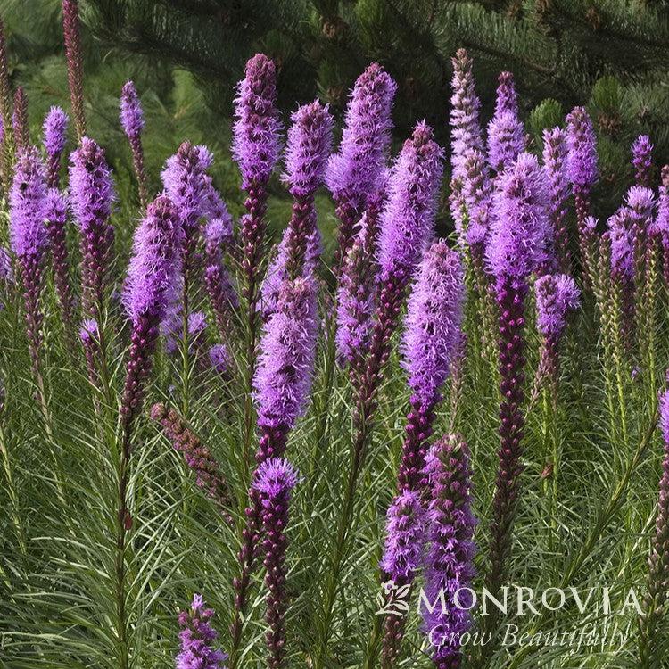 Liatris spicata 'Kobold' ~ Monrovia® Kobold Blazing Star-ServeScape