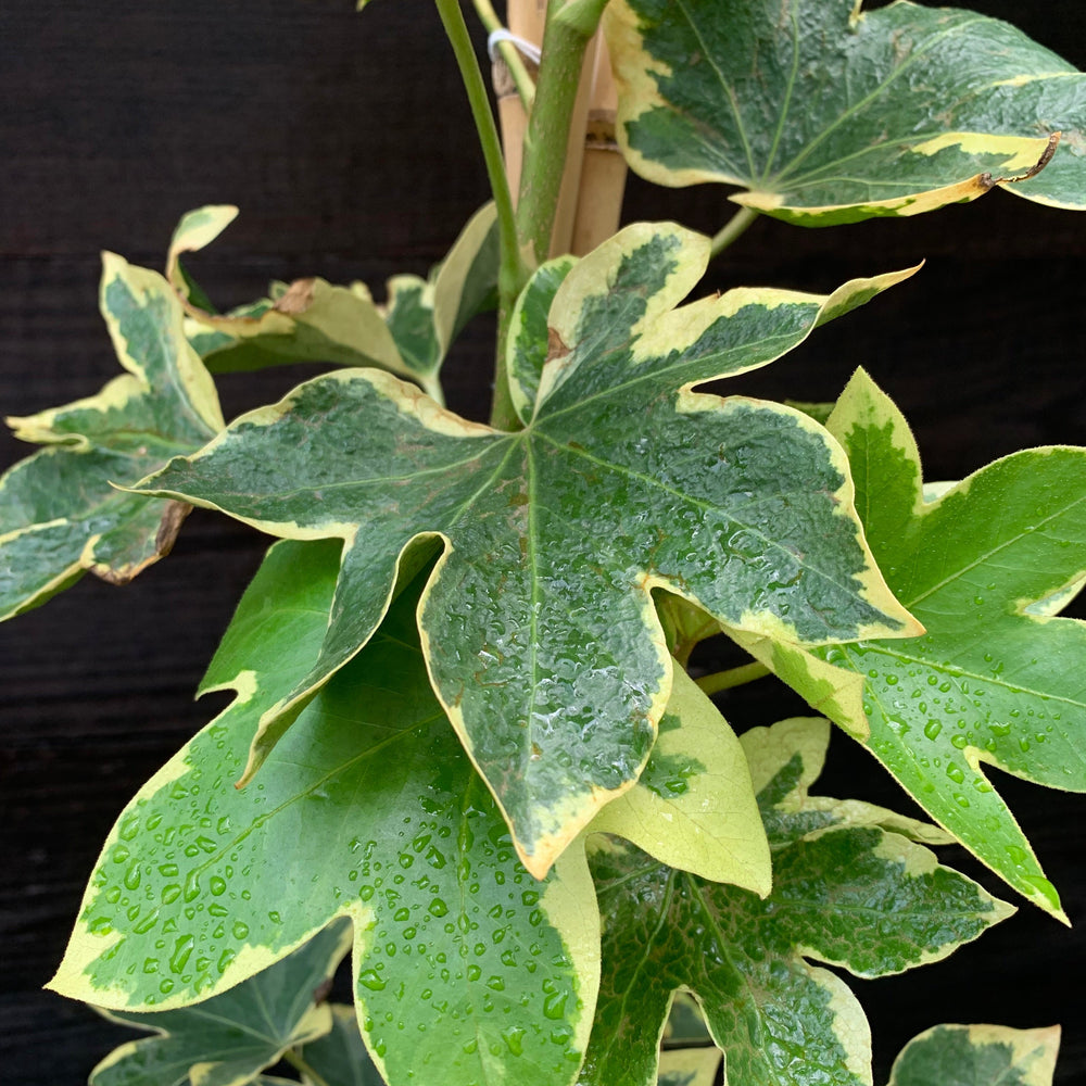 x Fatshedera lizei 'Angiostar' ~ Monrovia® Angyo Star Tree Ivy-ServeScape