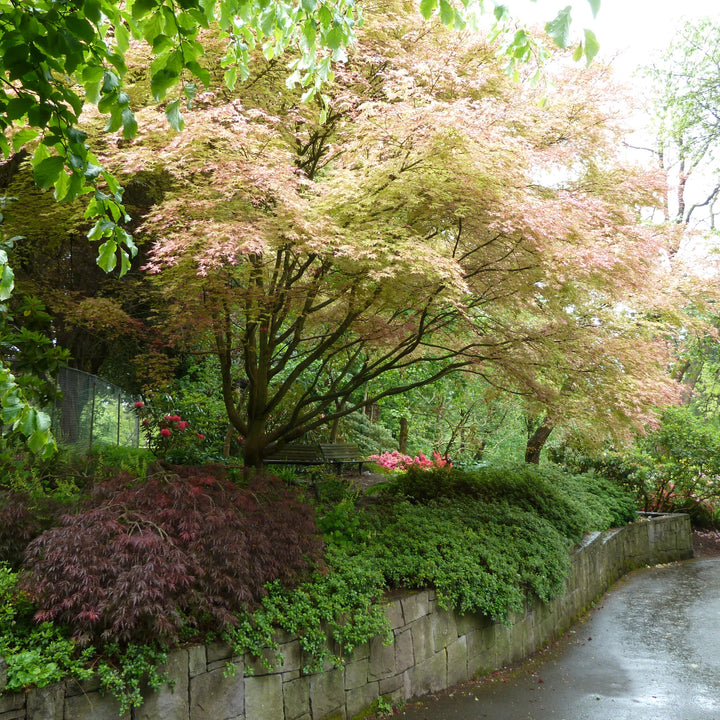 Acer palmatum 'Shindeshojo' ~ Shindeshojo Japanese Maple-ServeScape