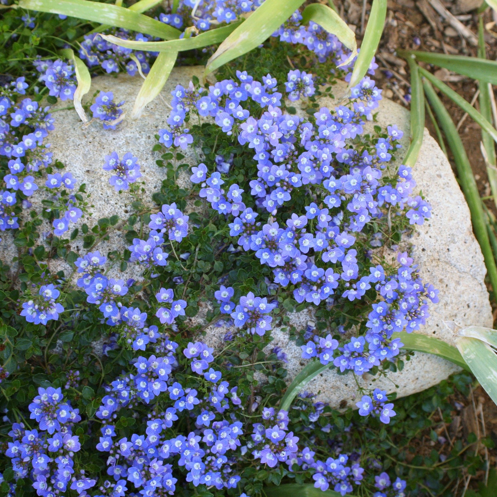 Veronica liwanensis ~ Turkish Veronica-ServeScape