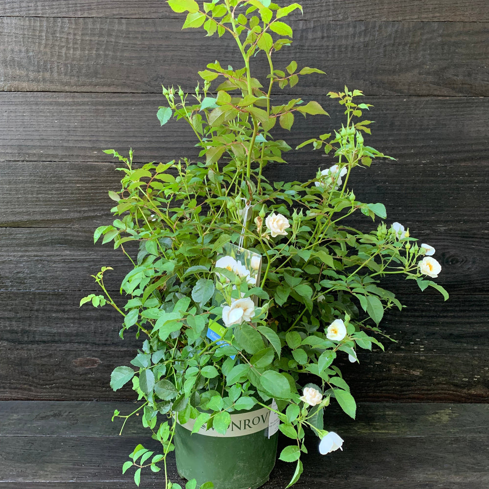 Rosa 'BOKRARUISP' PPAF ~ Monrovia® Nitty Gritty™ White Rose-ServeScape