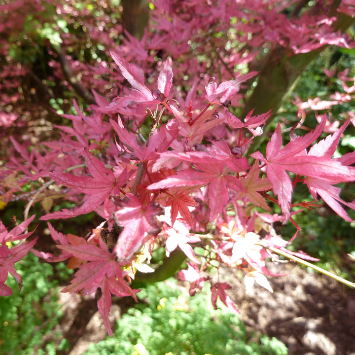 Acer palmatum 'Shindeshojo' ~ Shindeshojo Japanese Maple-ServeScape