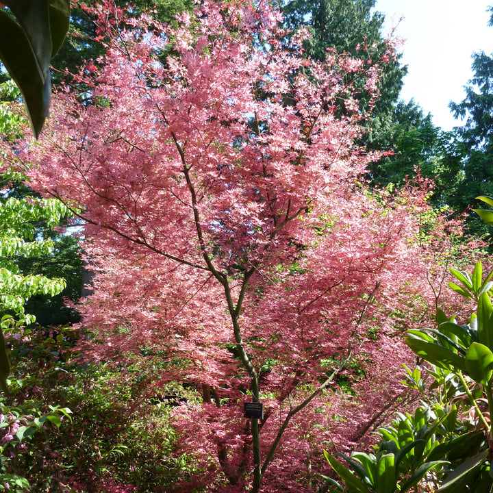 Acer palmatum 'Shindeshojo' ~ Shindeshojo Japanese Maple-ServeScape