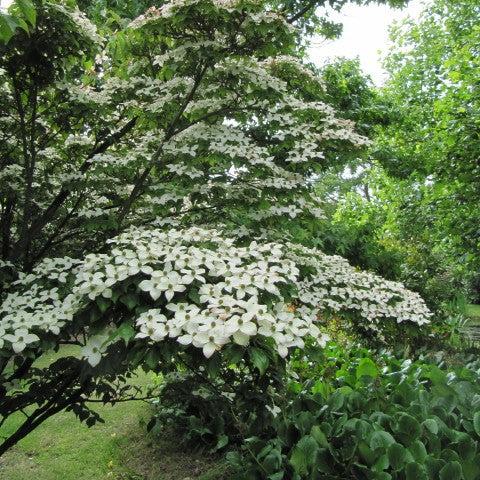 Cornus kousa 'Greensleeves' ~ Greensleeves Dogwood-ServeScape